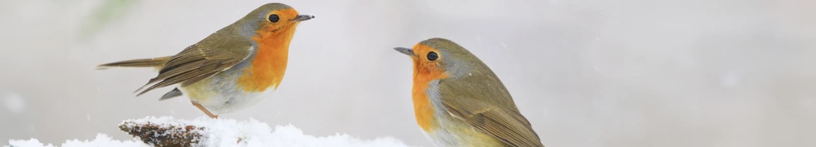 Unser Wildvogelfutter-Sortiment