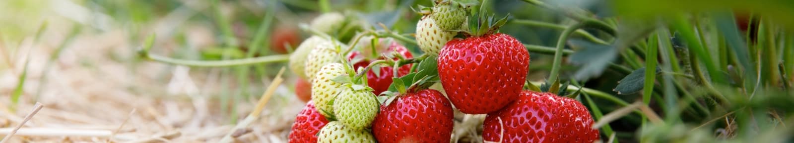 Erdbeerhof Zehelein-Schemm