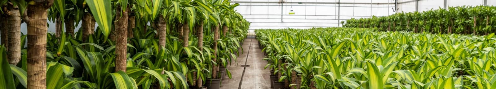 Gärtnerei K & K Pflanzen