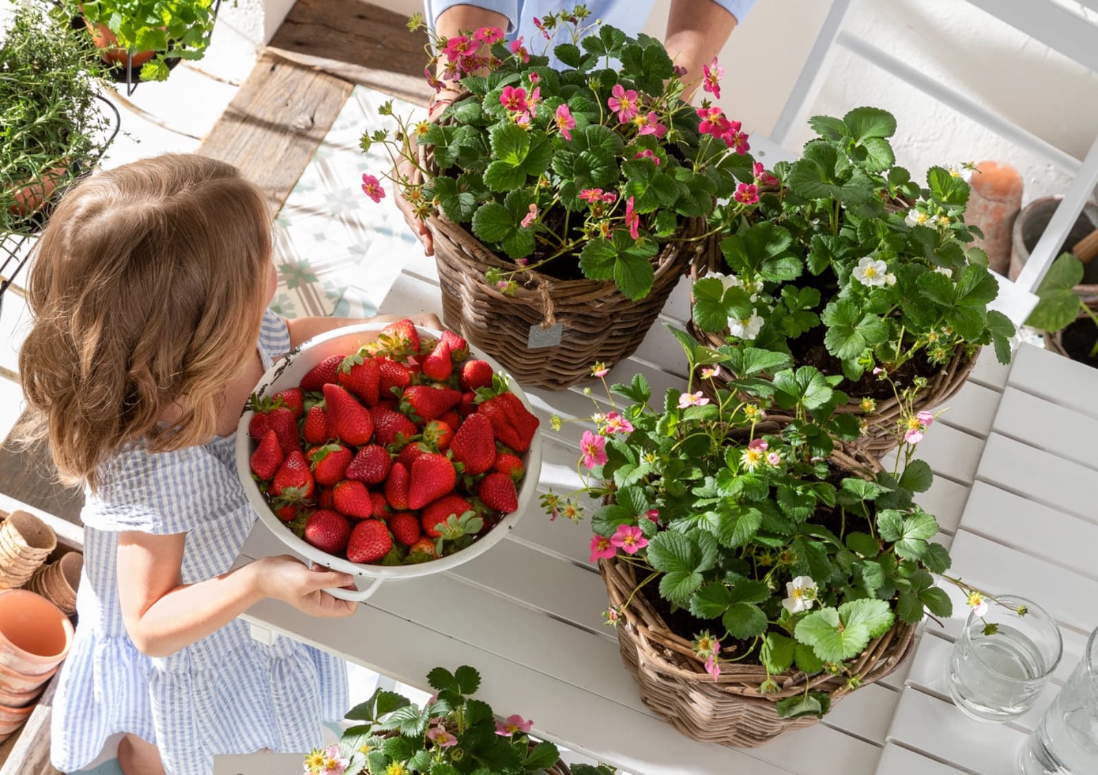 Leckere Obstvielfalt genießen