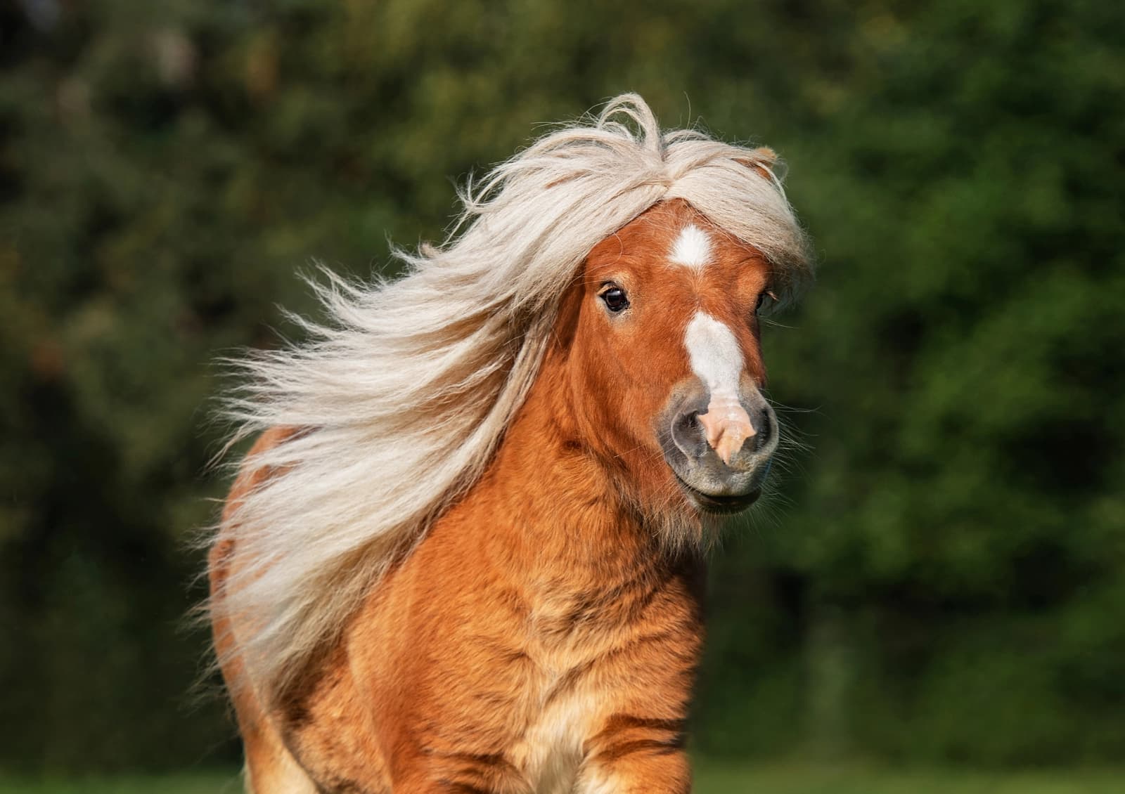 Pferd