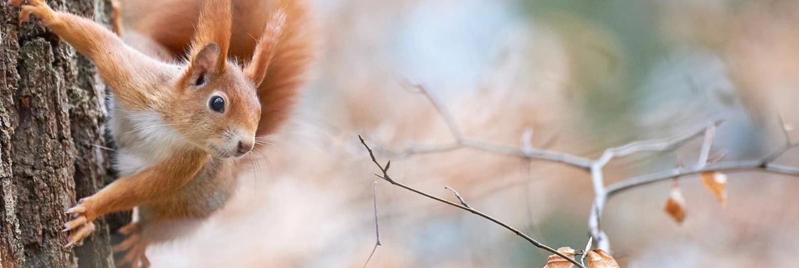 Eichhörnchen im Garten