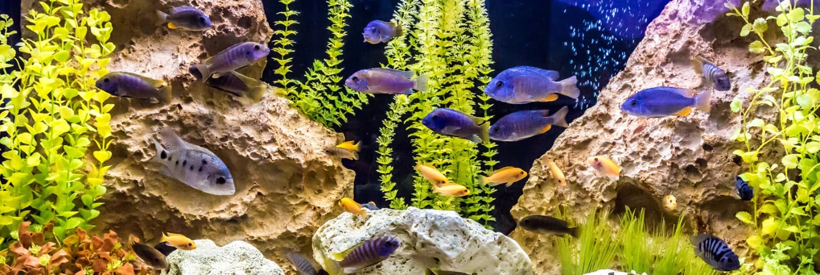 Aquaristik & Terraristik