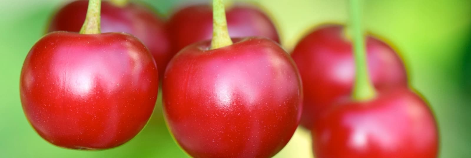 Kirschen