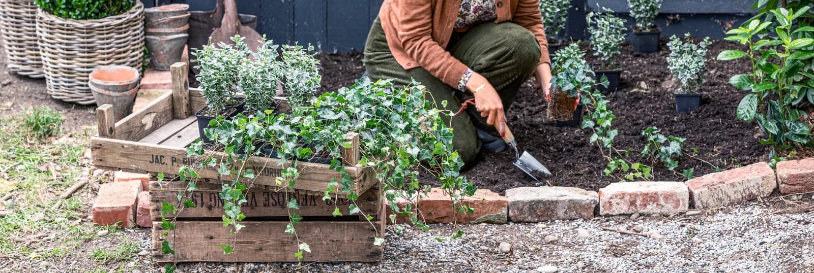 Bodendecker zum Schutz