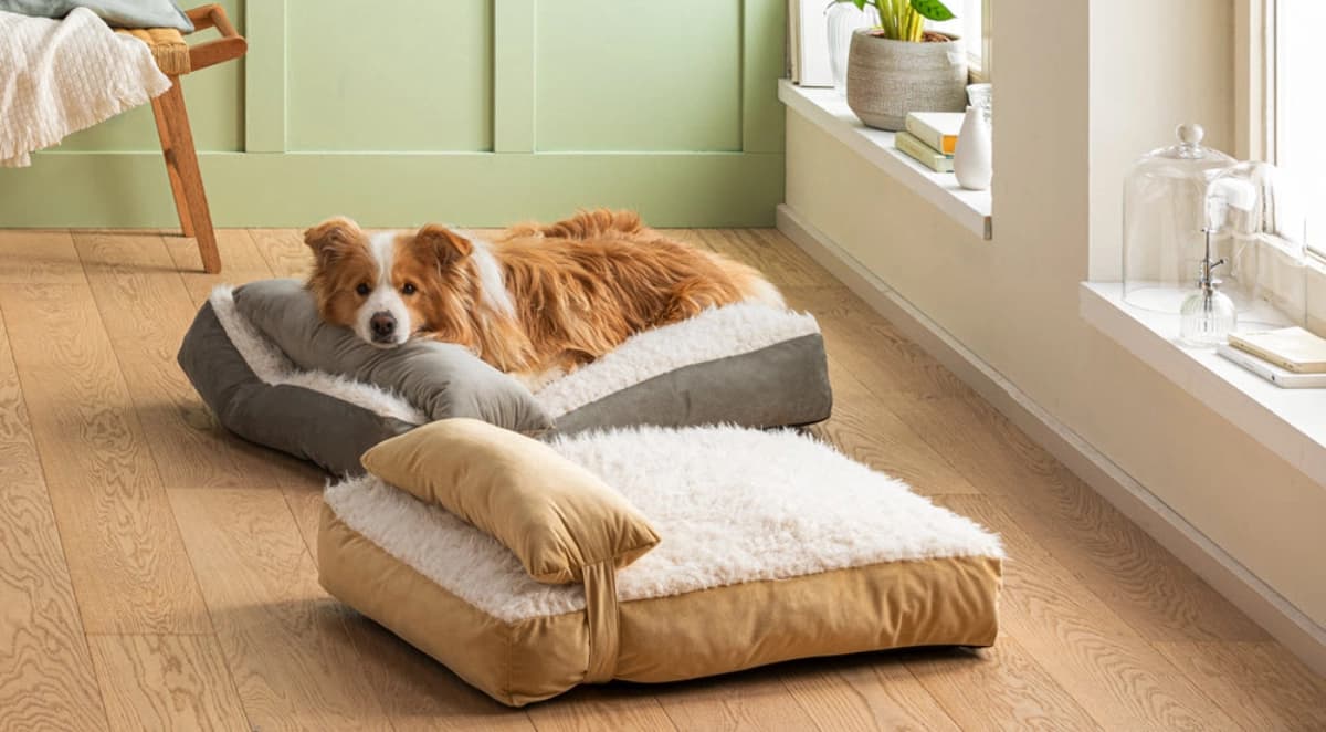 Welcher Hund passt zu mir?