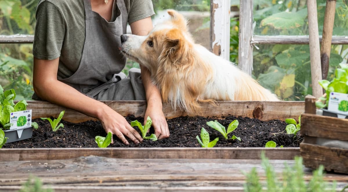 Vegane & vegetarische Hunde­ernährung