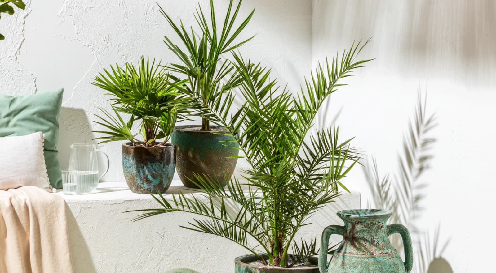 Top 10: Pflanzen für Allergiker