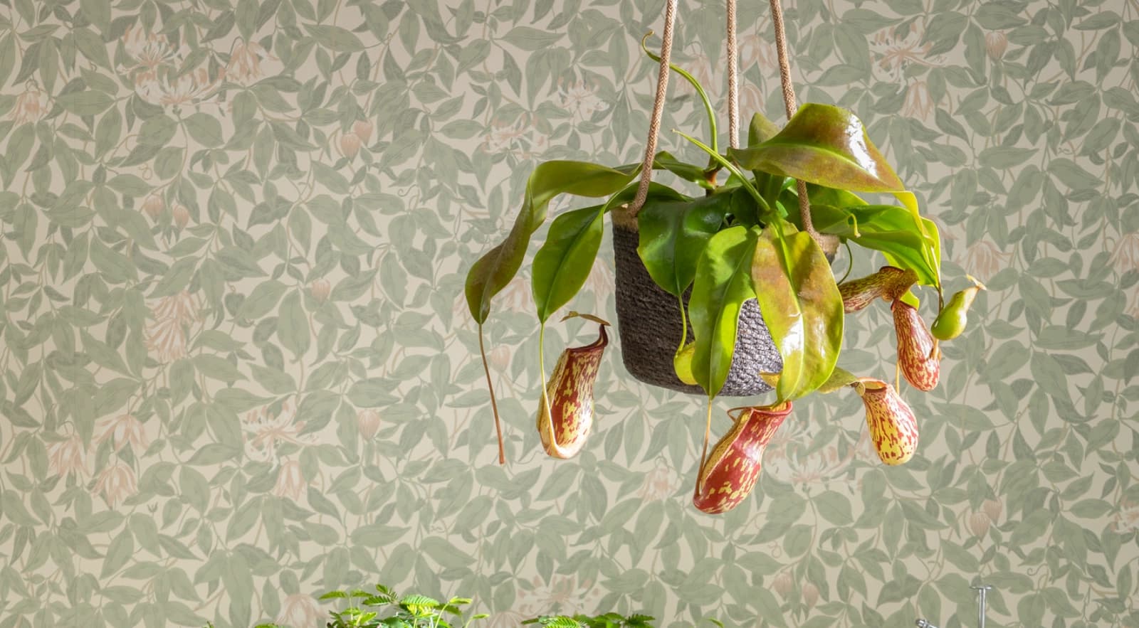 Fleisch­fressende Pflanzen