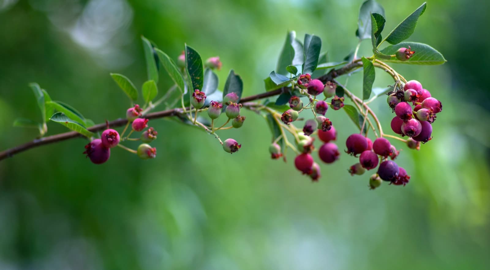 Vogelnähr­gehölze