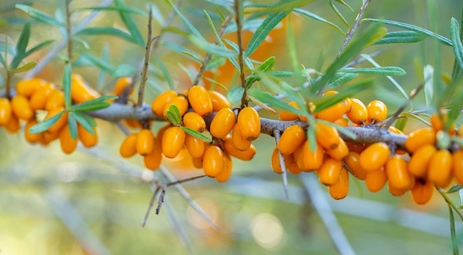 Top 10: Wildobst & Wildbeeren