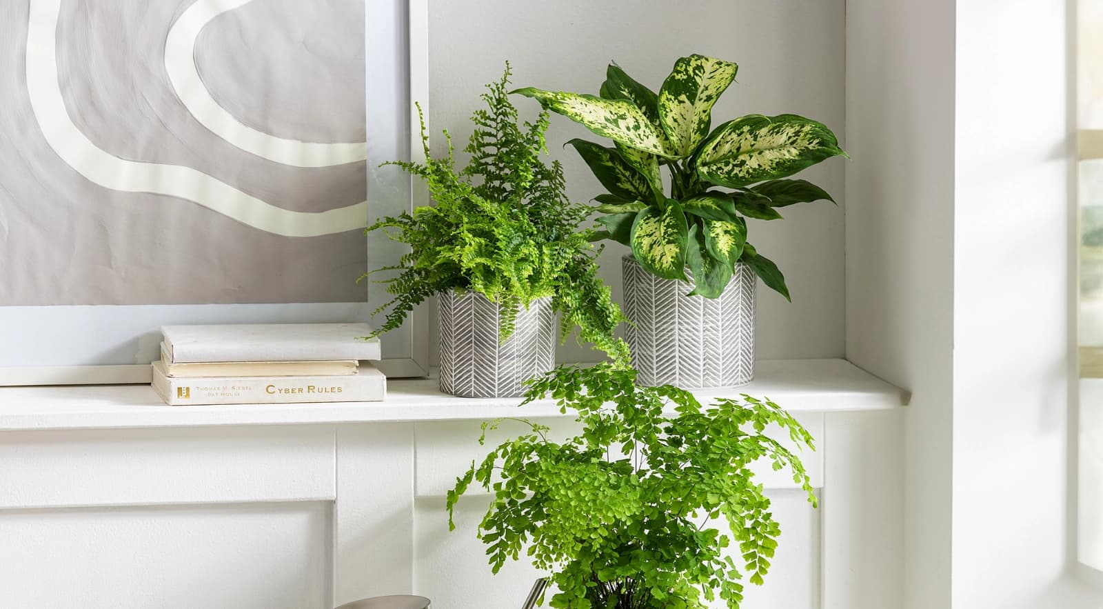Top 10: Luf­treinigende Zimmer­pflanzen