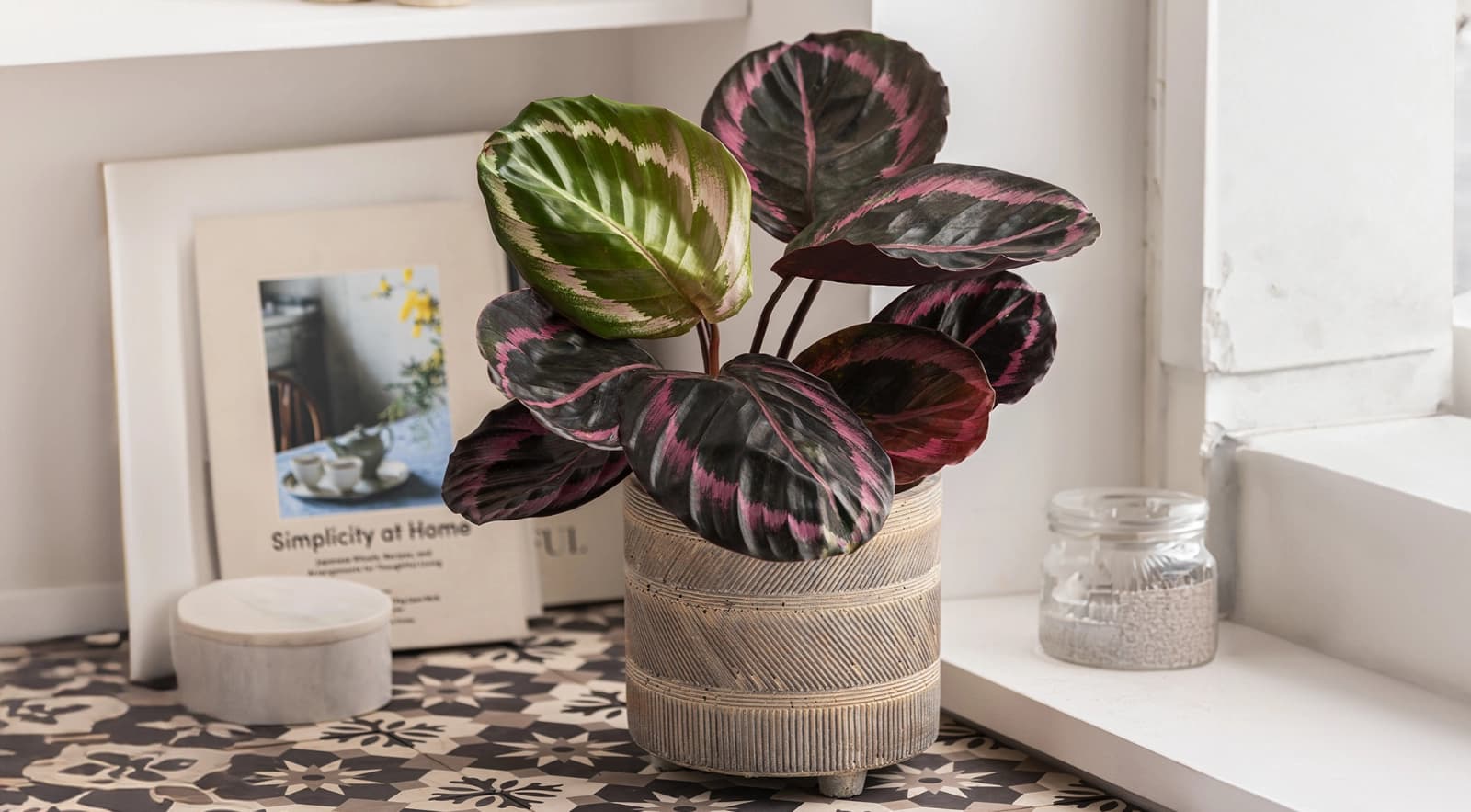 Calathea