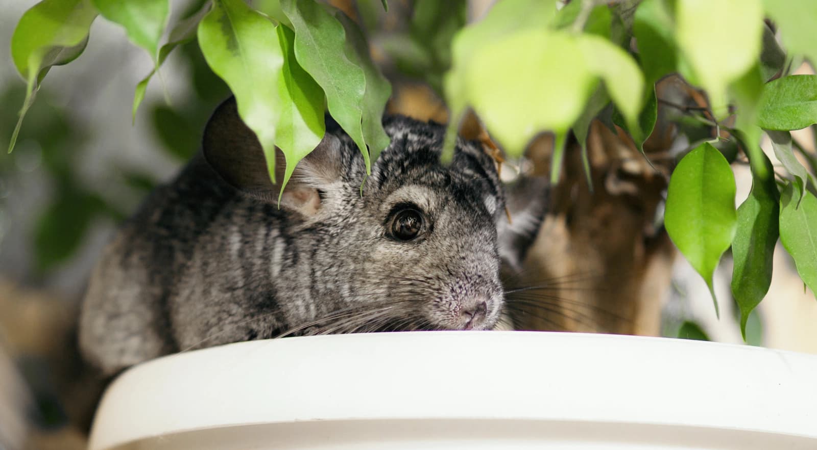 Chinchillas