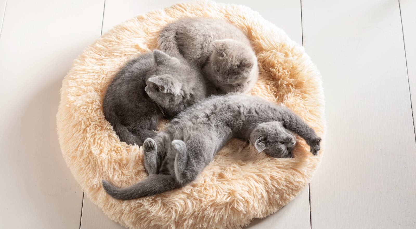 Eine Katze zieht ein