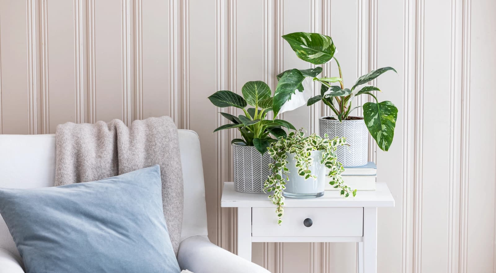 Top 10: Pflegleichte Zimmer­pflanzen