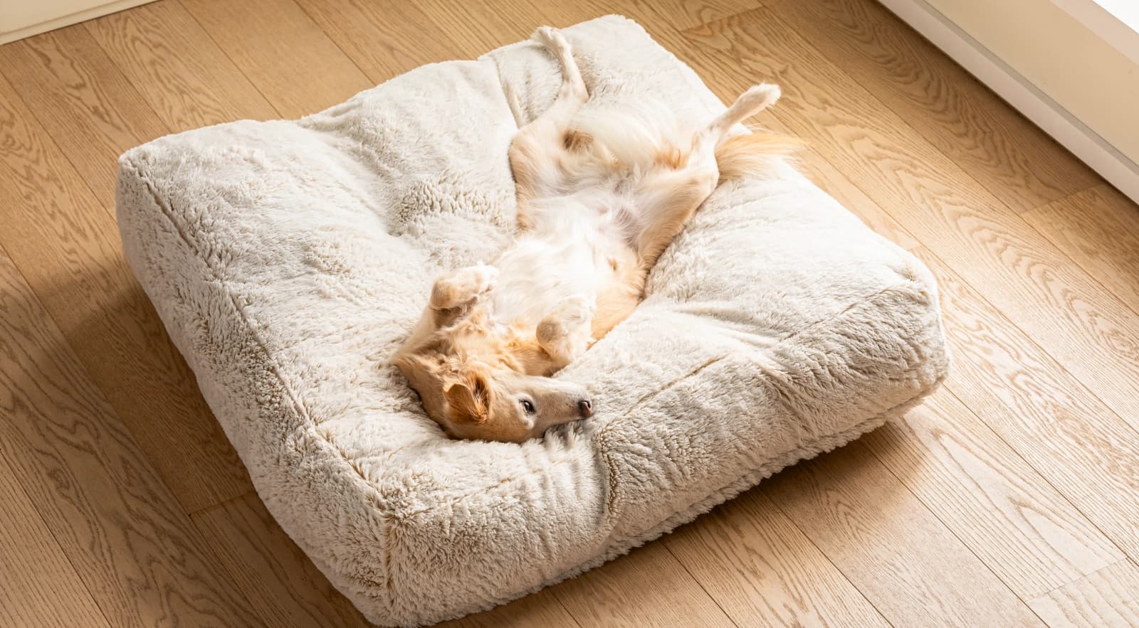 Hunde alleine lassen