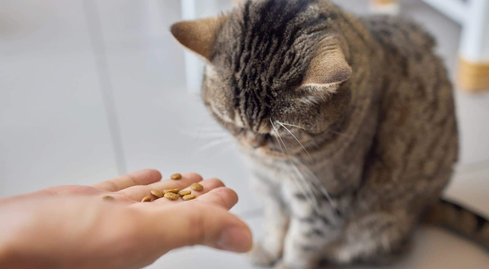 Hochwertiges Katzenfutter