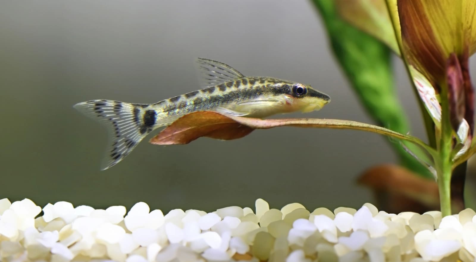 Ohrgitter-Harnischwelse