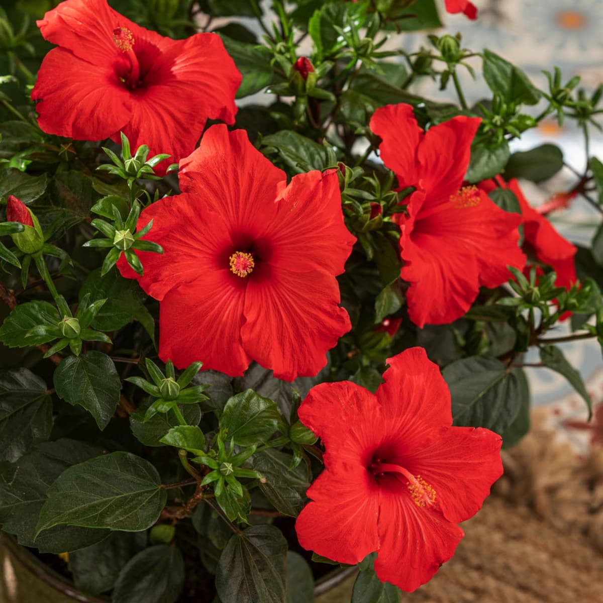 Hibiskus & Oleander