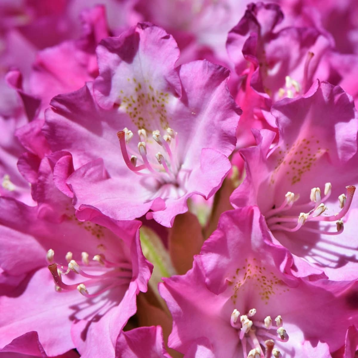 Rhodo­dendren