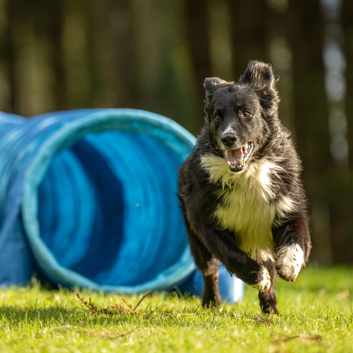 Agility Hund