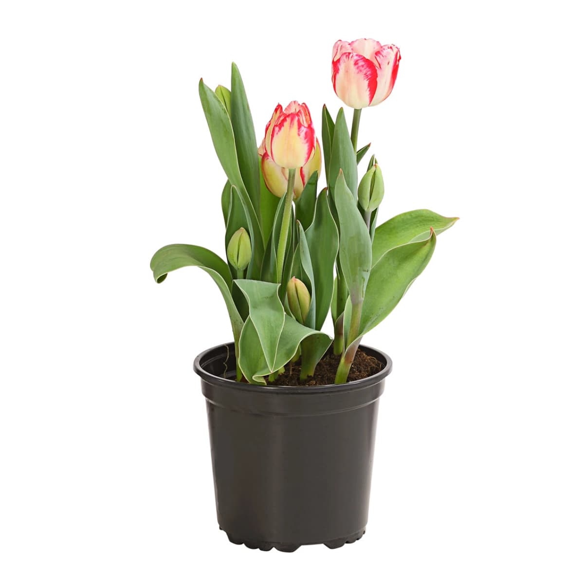 Tulpen