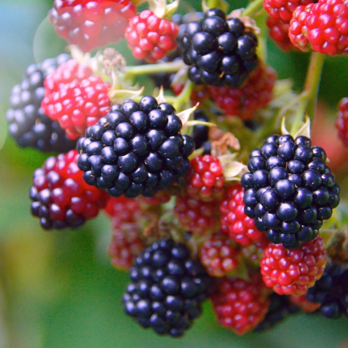 Brombeeren
