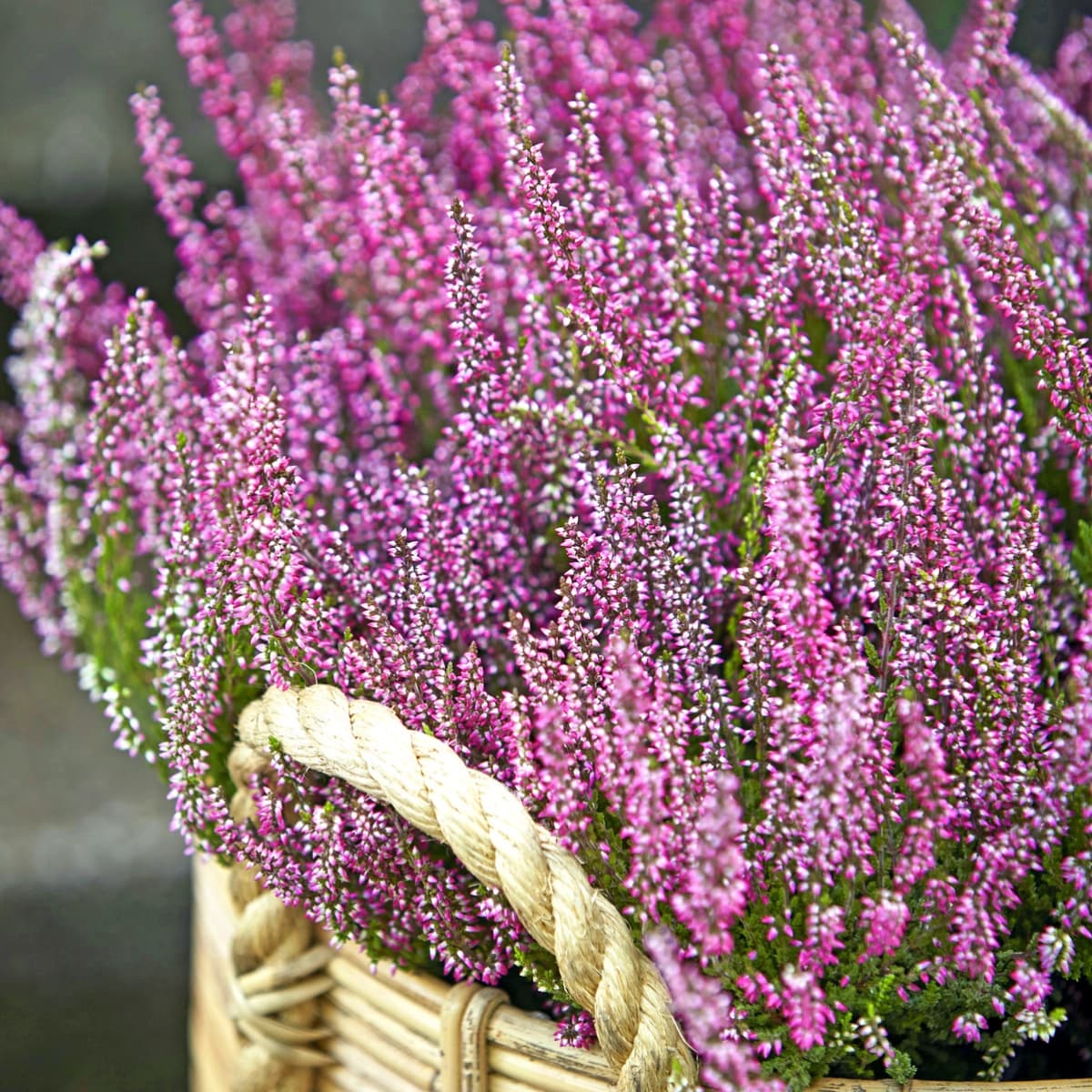 Calluna