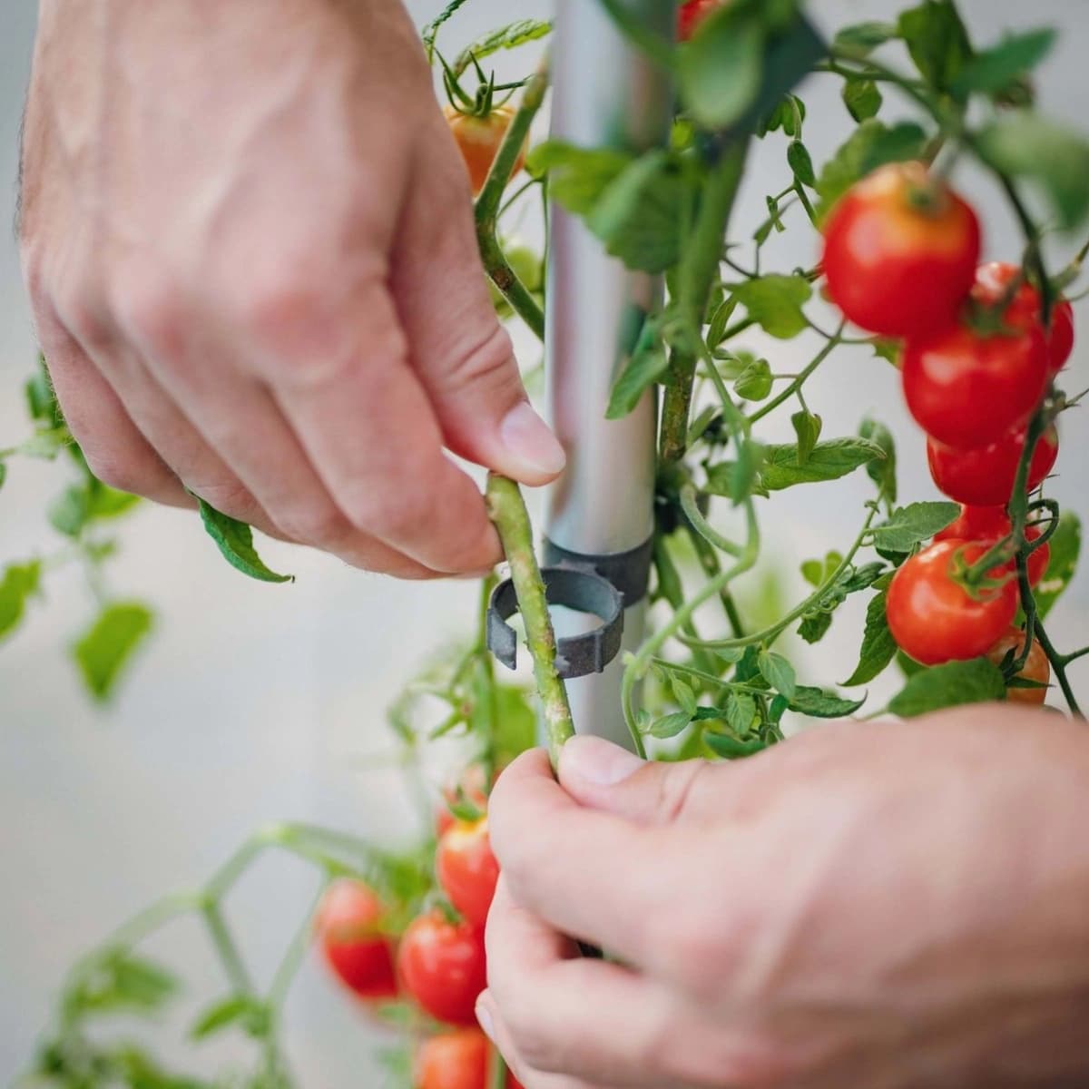 Alles für den Tomaten-Anbau