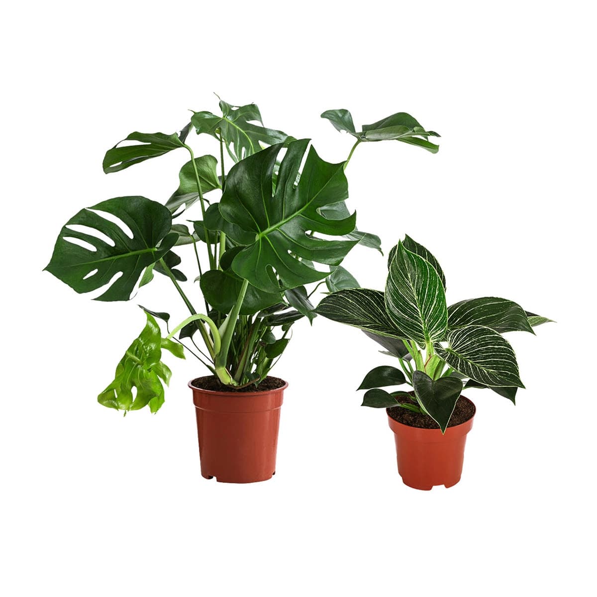 Monstera & Philodendron