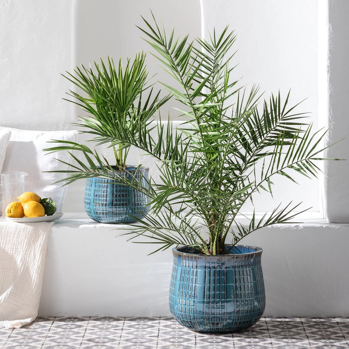 Balkon- & Terrassenpflanzen