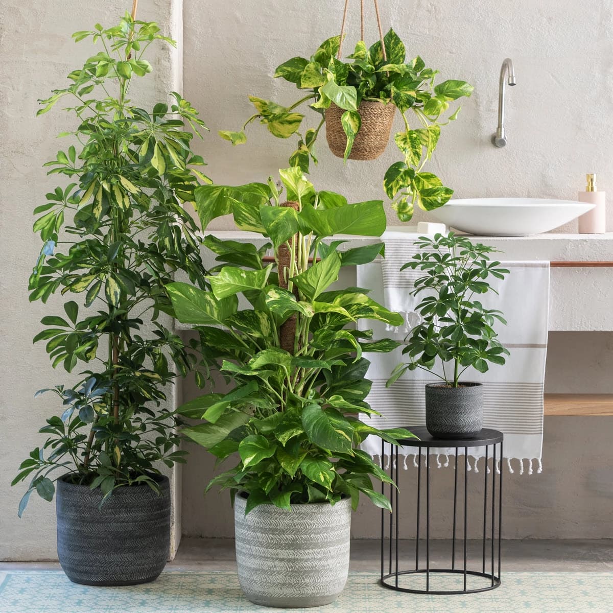 Grüne Zimmerpflanzen