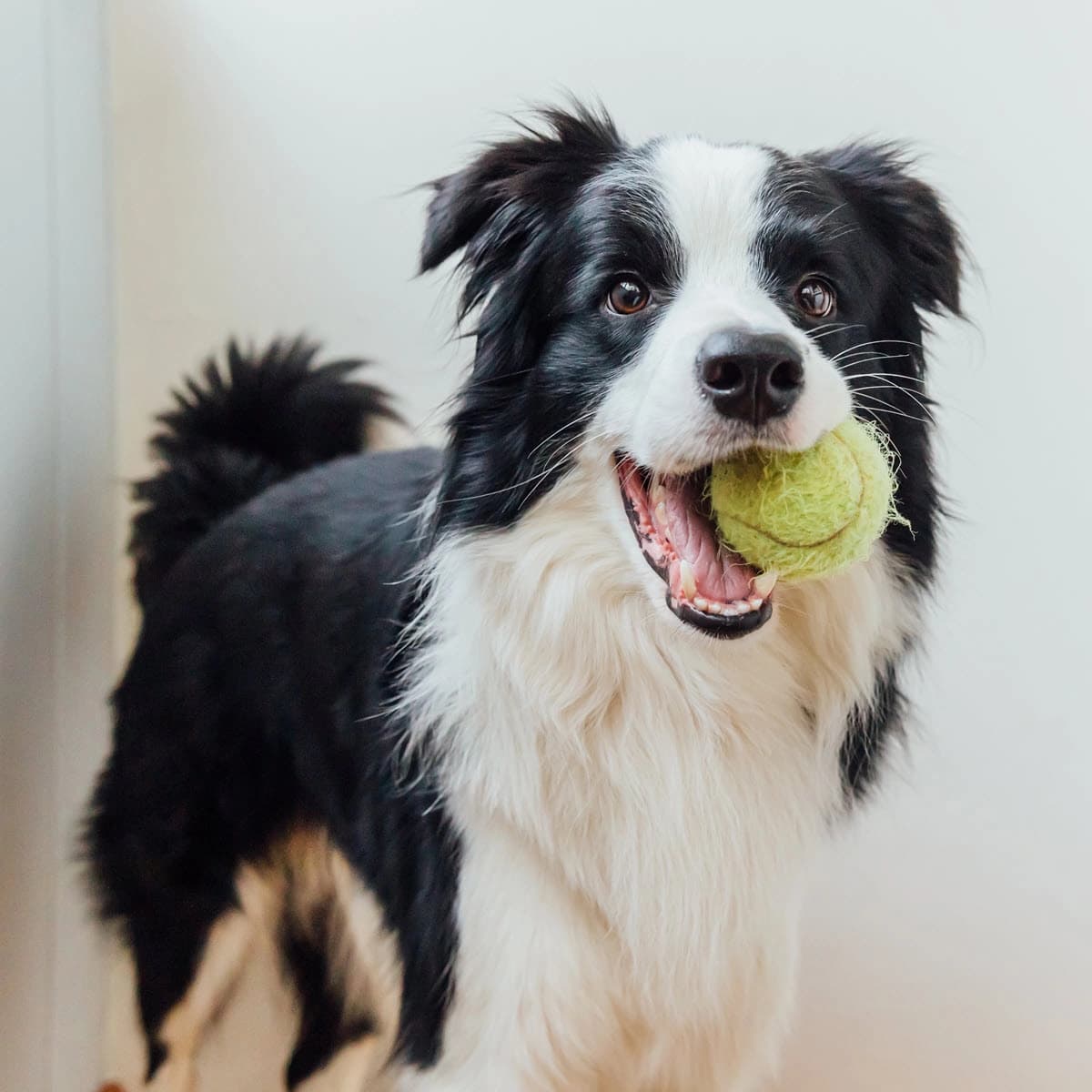Hund
