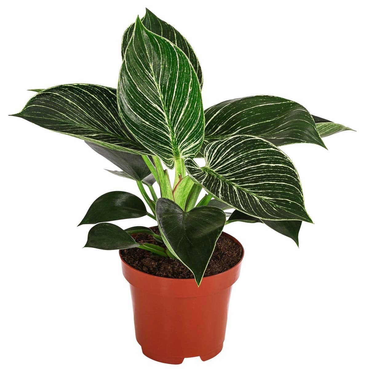 5. Philodendron