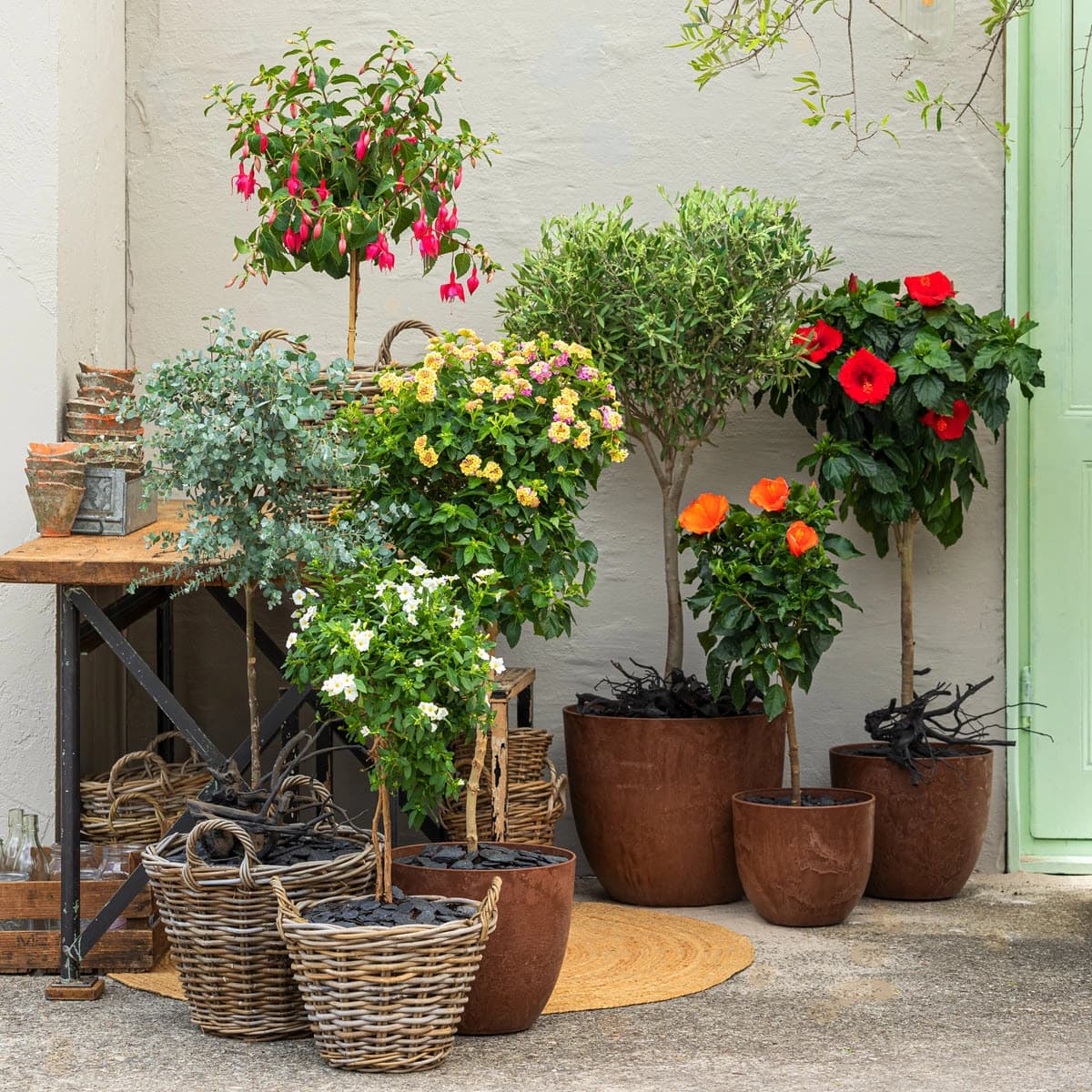 Balkon- & Terrassenpflanzen