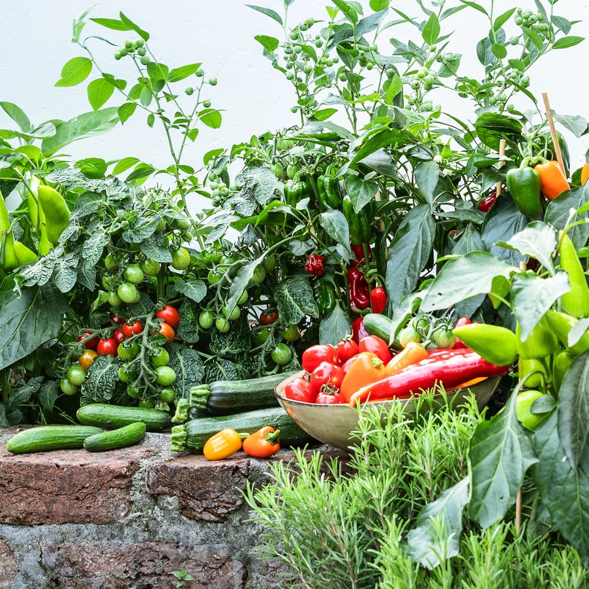 Obst, Gemüse & Kräuter