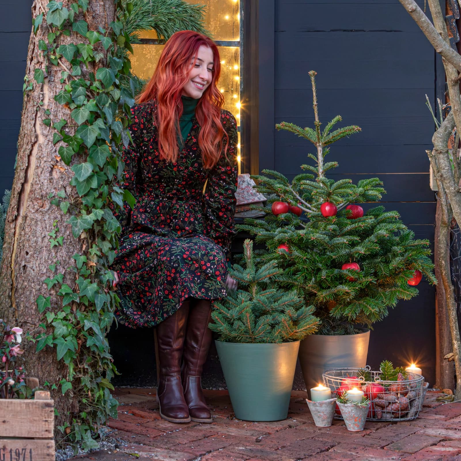 Weihnachtsbäume im Topf