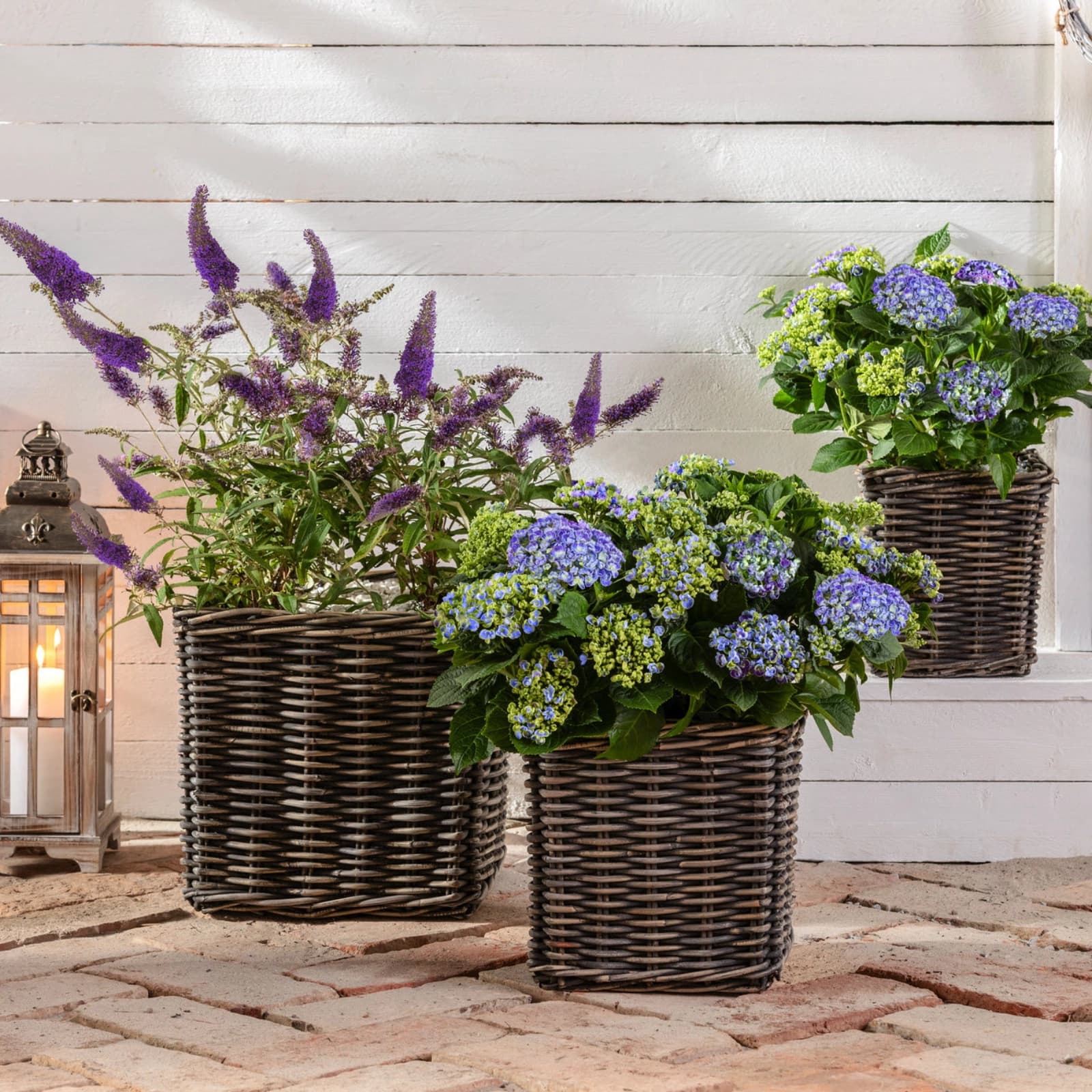 Top-Terrassenpflanzen