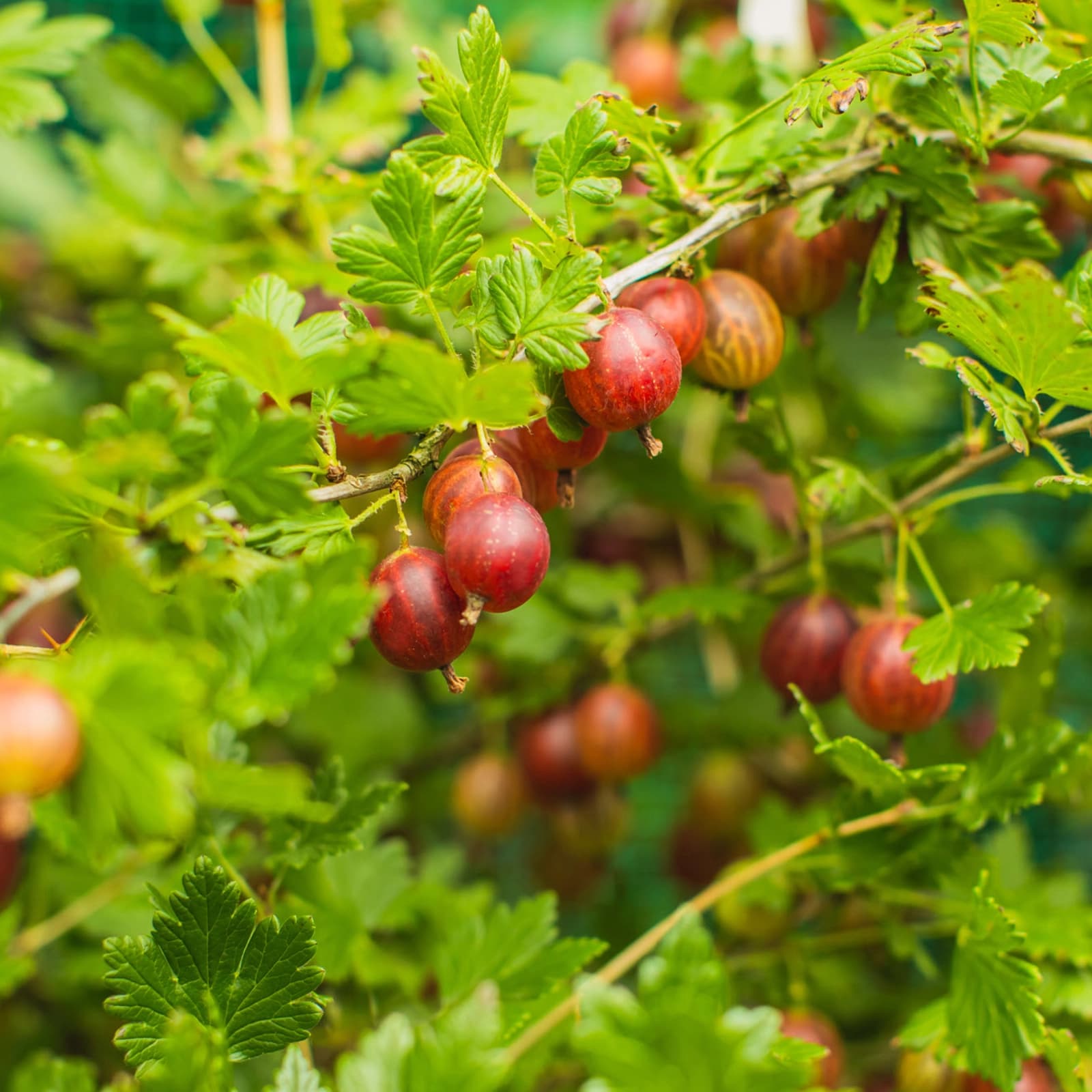 Stachelbeeren
