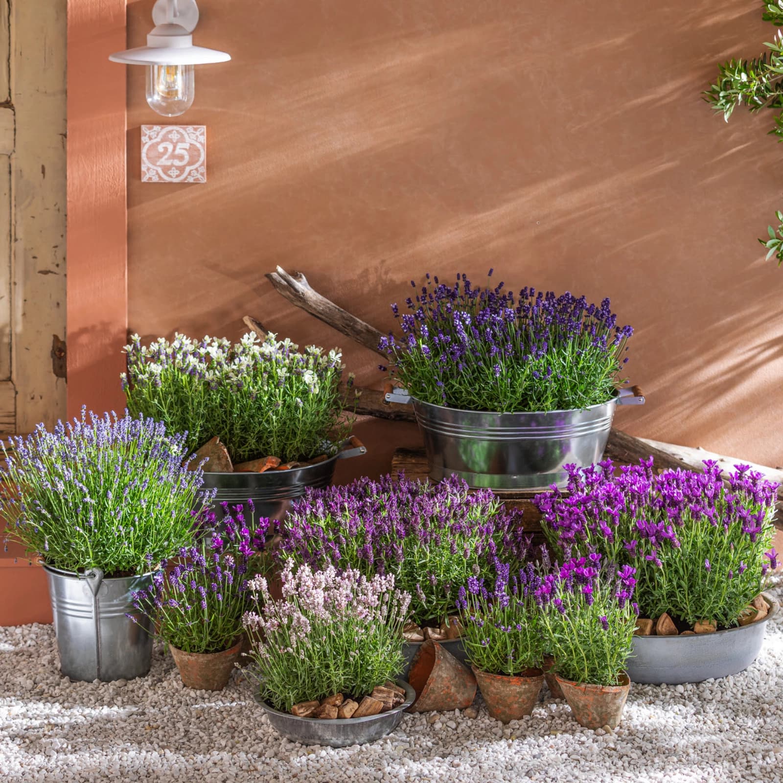 Lavendel