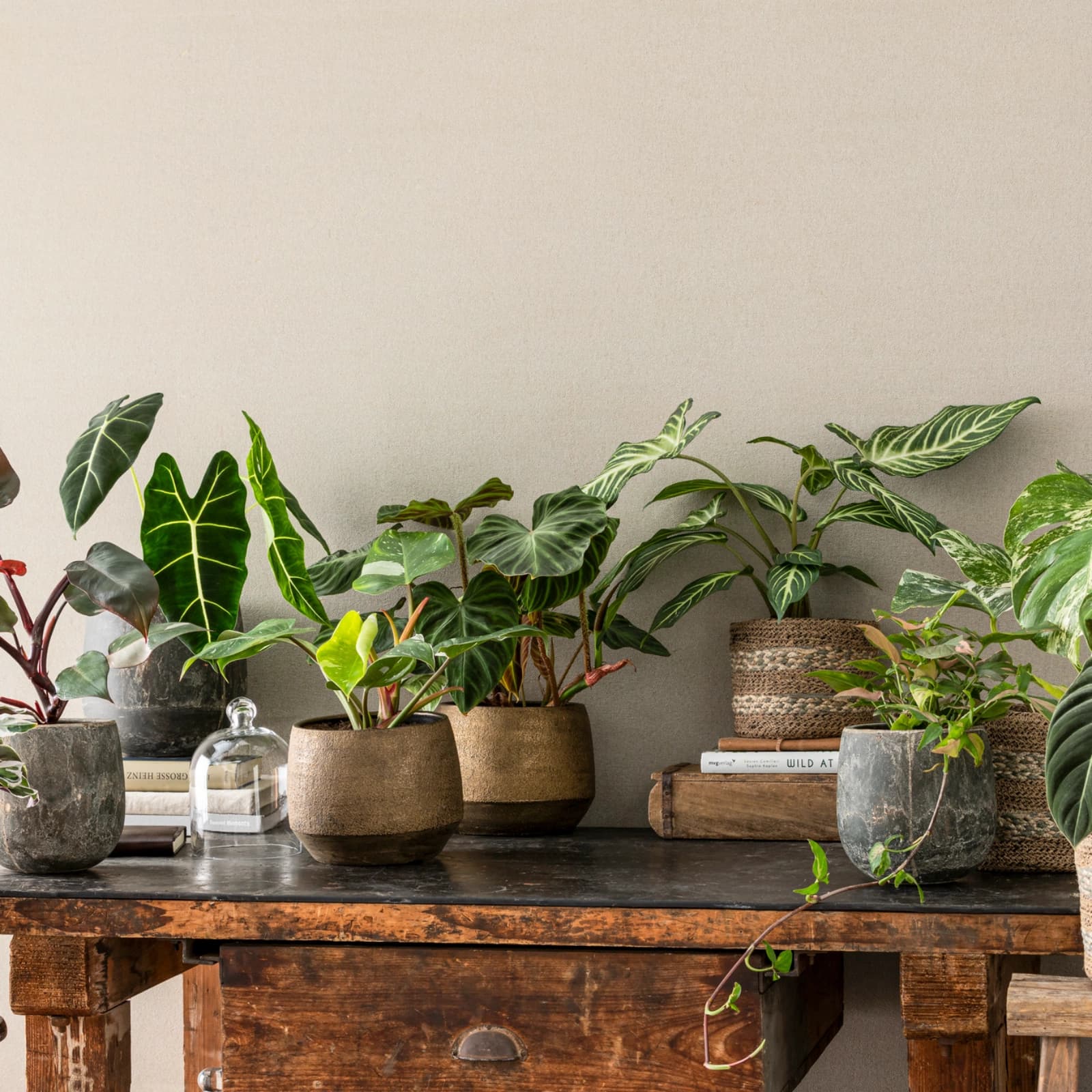 Monstera & Philodendron