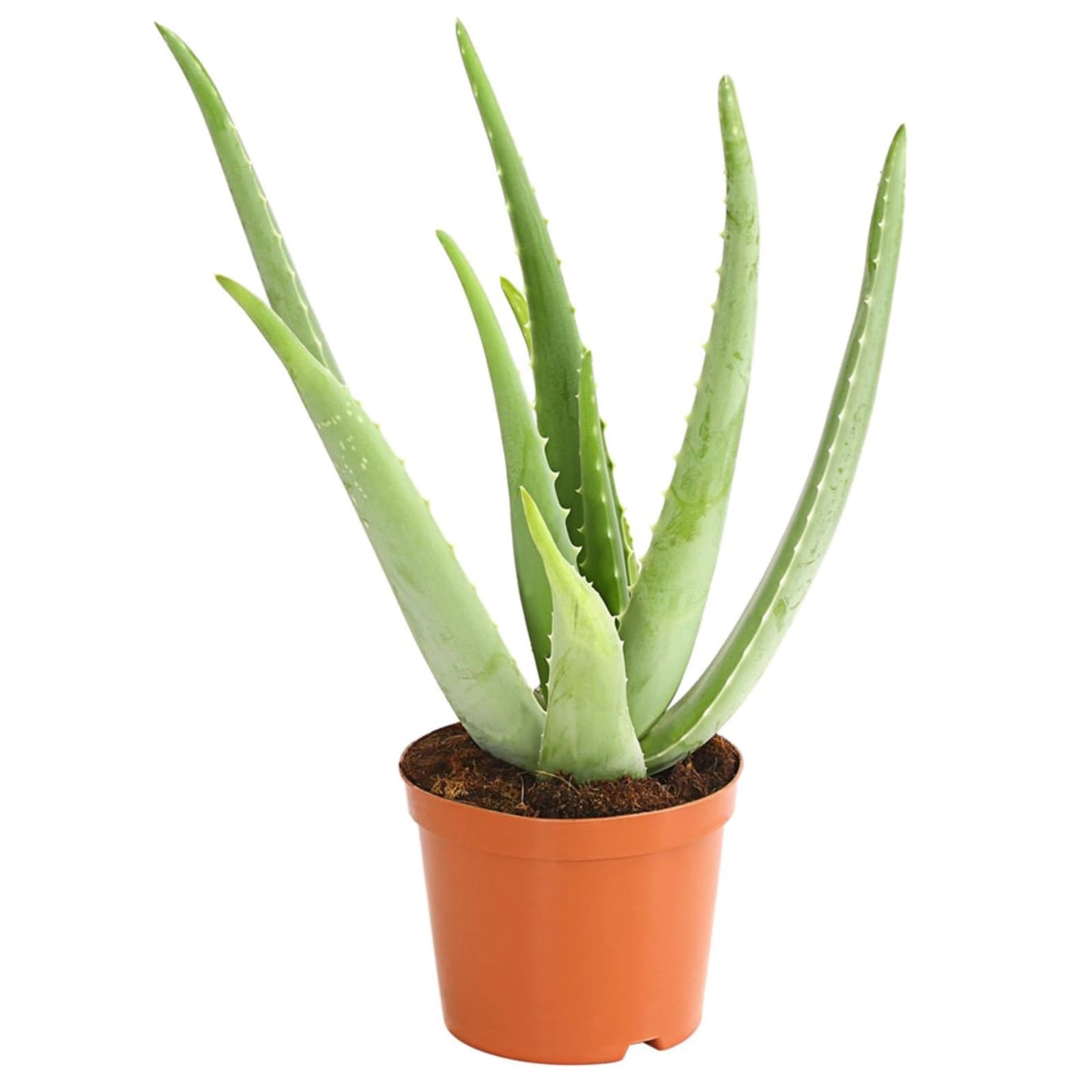 4. Aloe vera