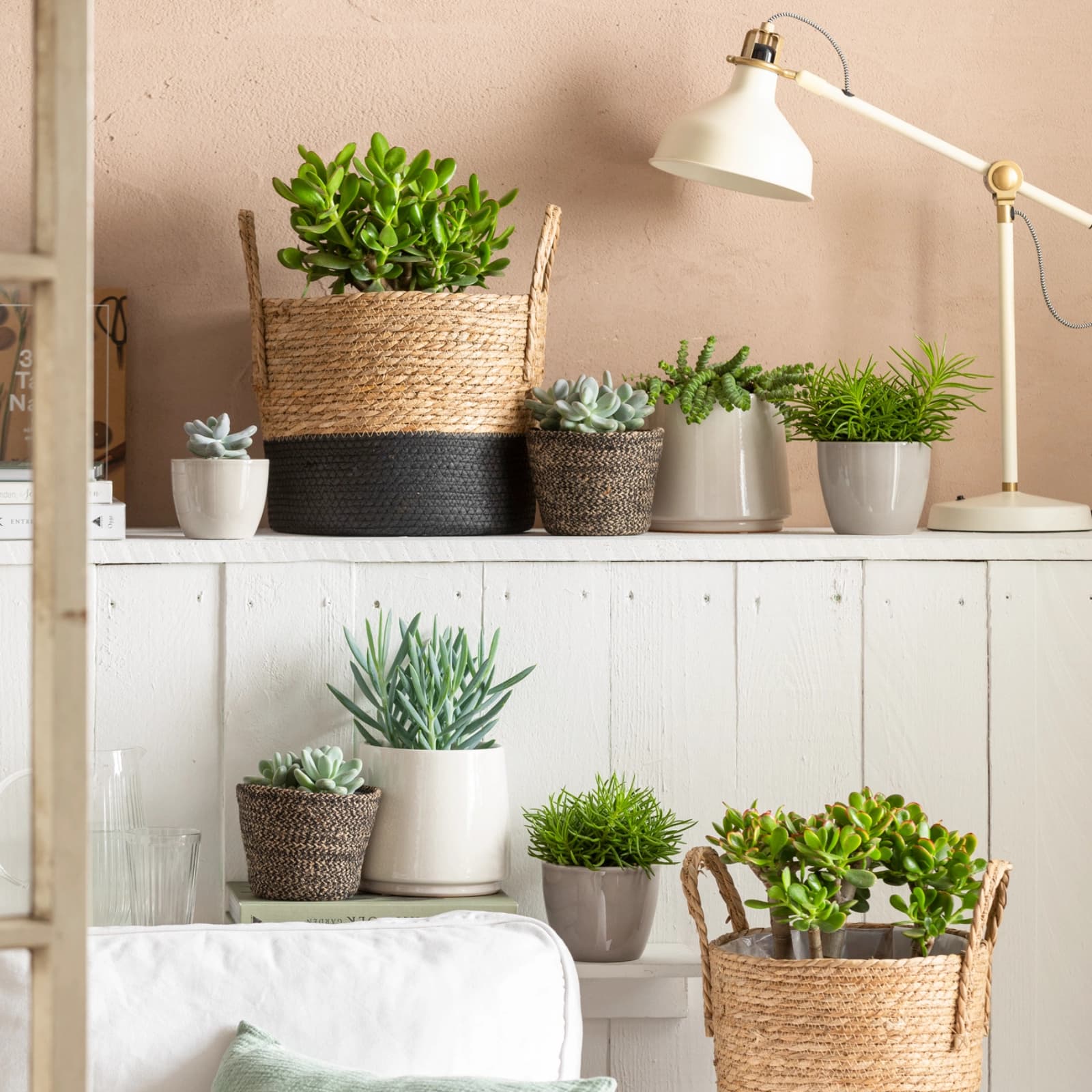 Ratgeber Zimmerpflanzen