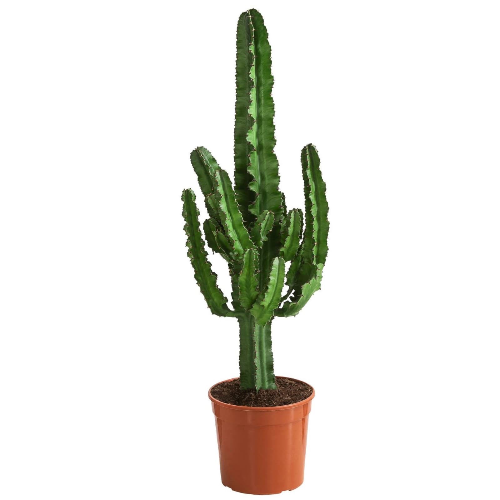 5. Kakteen