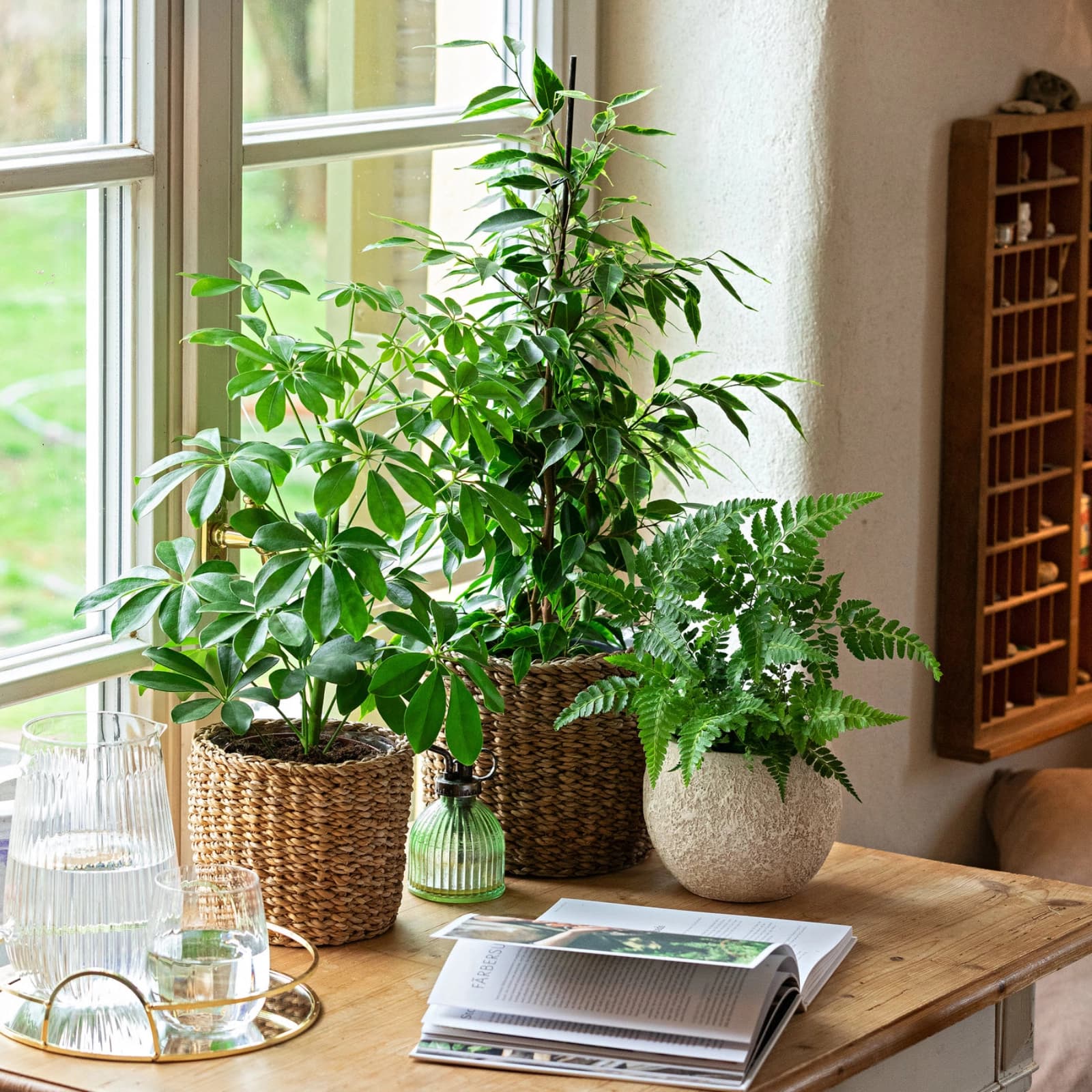 Zimmerpflanzen-Sets