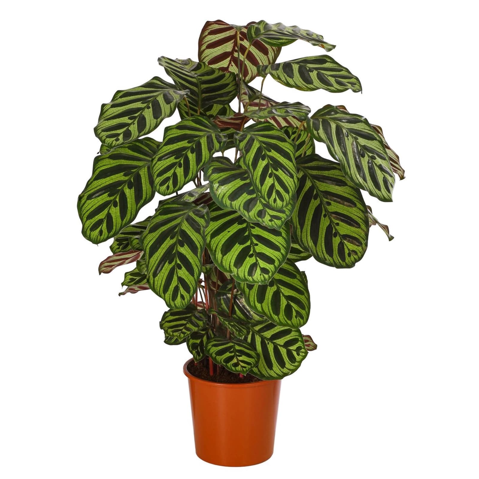 4. Calathea