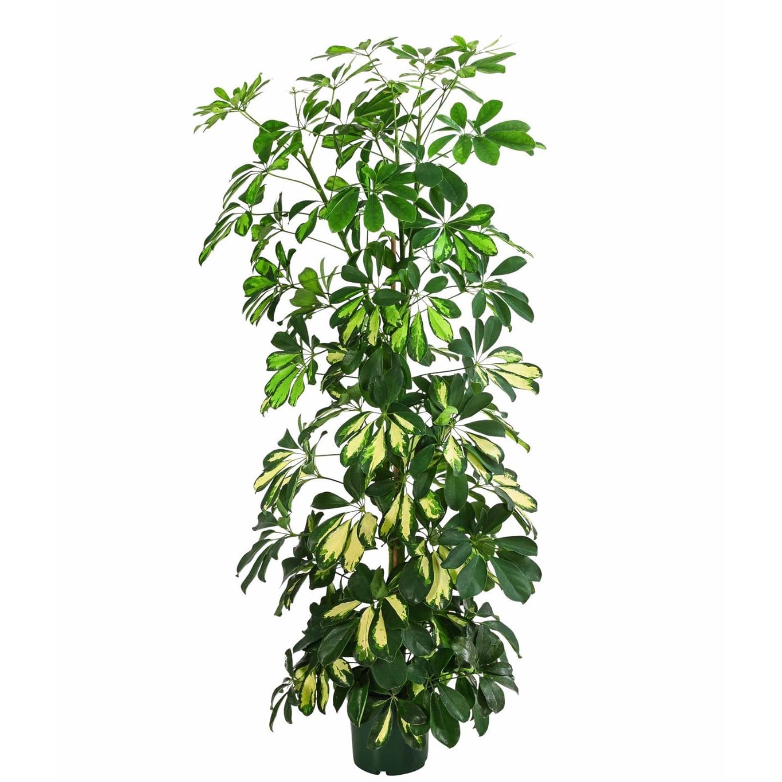 4. Schefflera