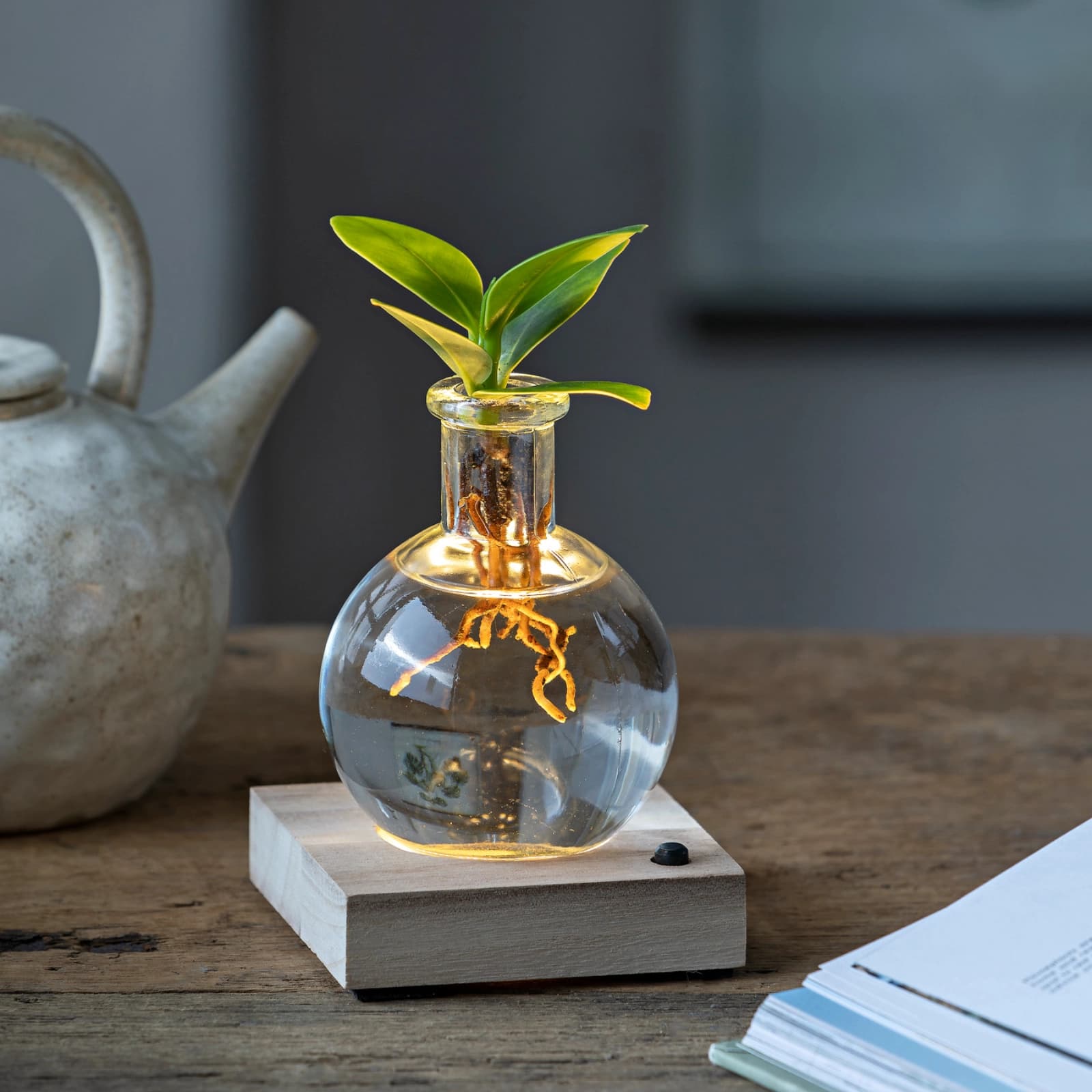 Waterplants & Flaschengärten