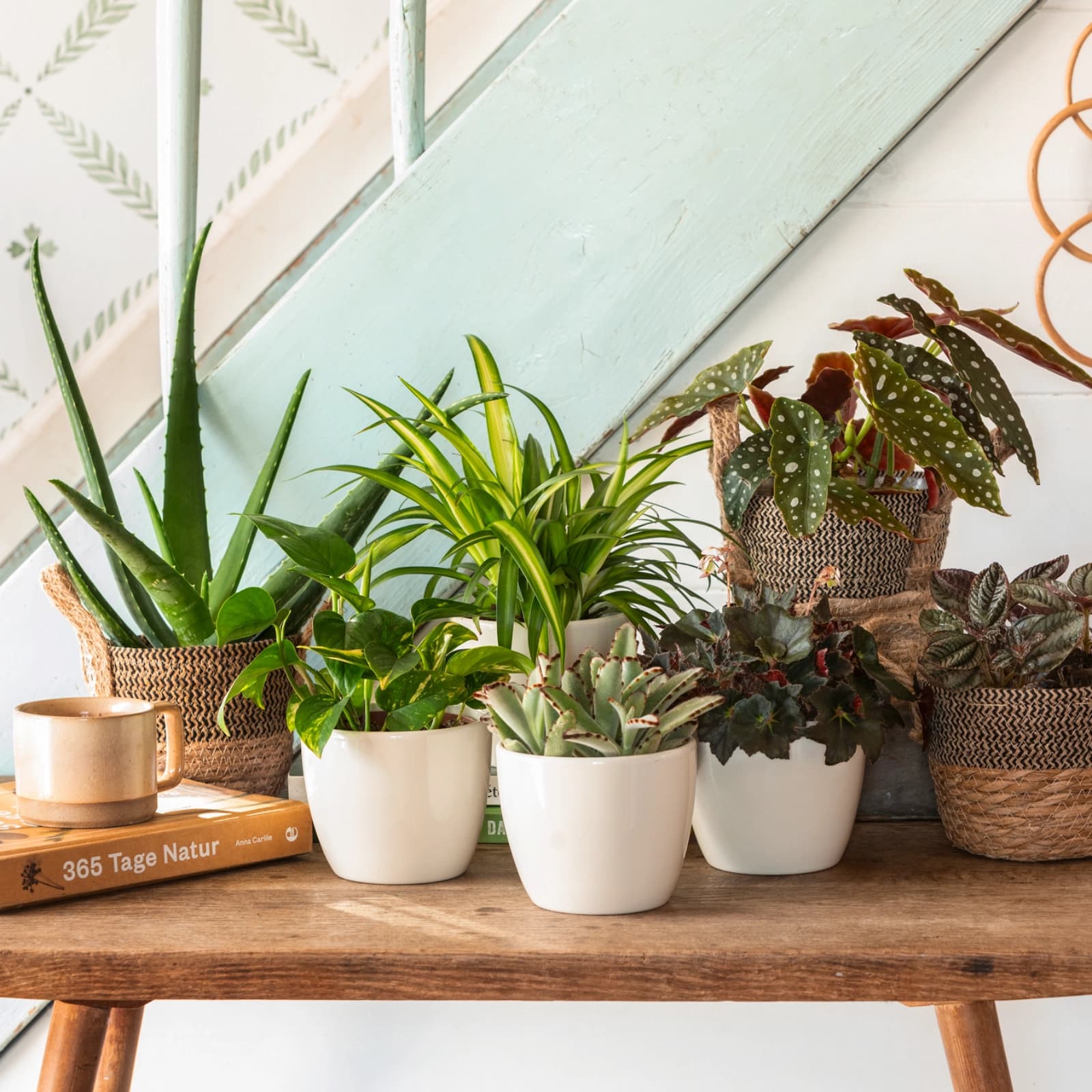 Zimmerpflanzen-Sets